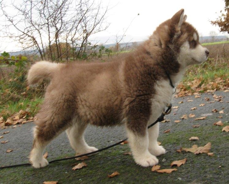 Danko 9 Wochen 2 016